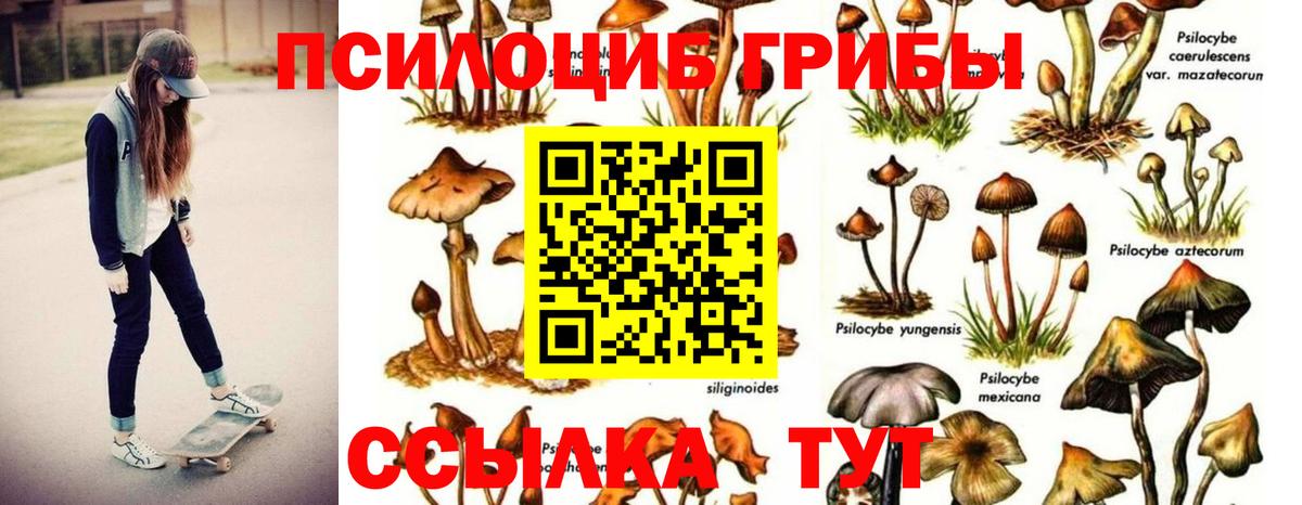 Псилоцибиновые грибы GOLDEN TEACHER  Вход с VPN  Пенза  Псилоцибиновые грибы MAGIC MUSHROOMS 